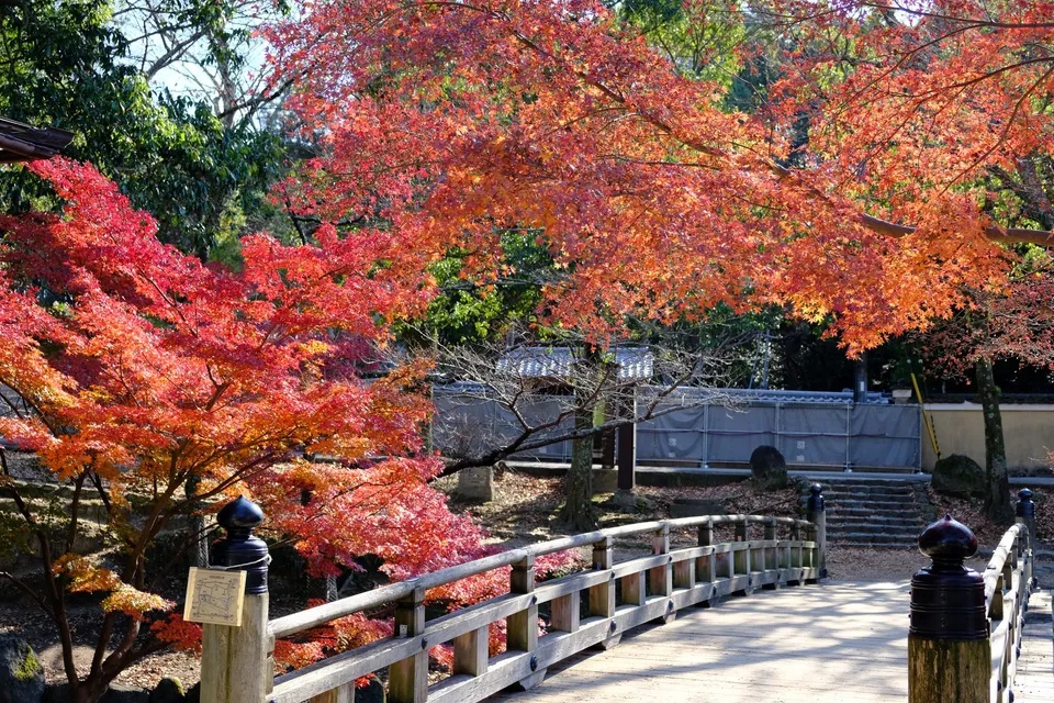 Nara red leaves