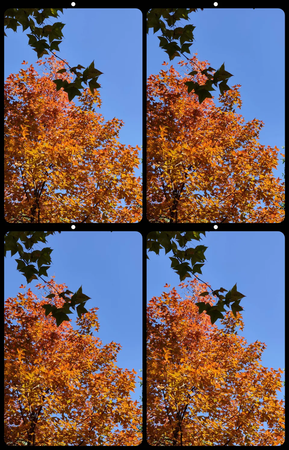 Stereo shot of leaves