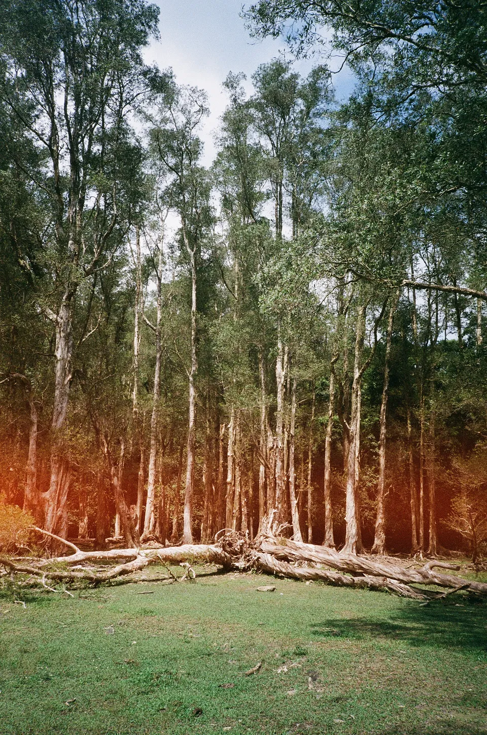 A line of tree, big ass light leak across the middle of the frame, forest fire-esque