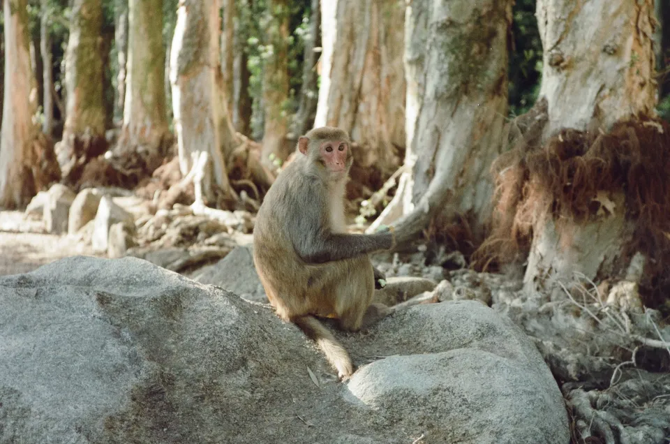 monkey climbing up a rock wall with grass growing on it's side and a tree in the background