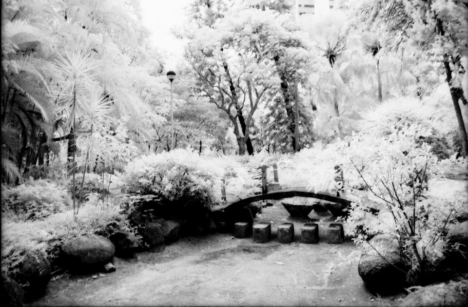 Garden view in infrared
