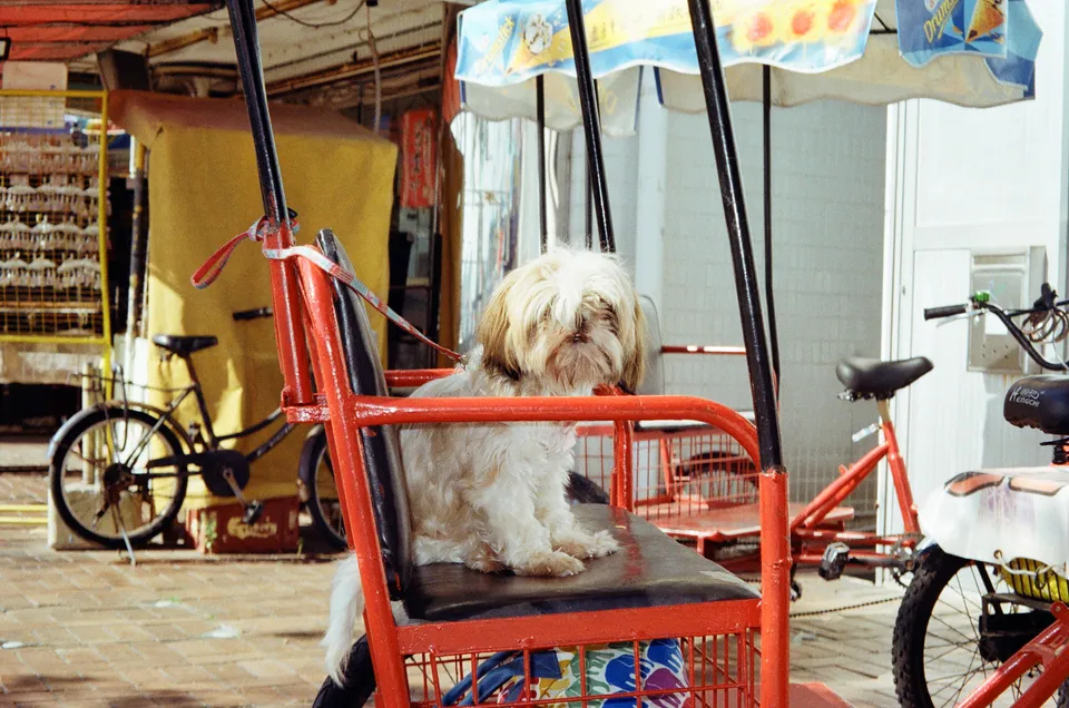 Photo of a dog sitting on a quadricycle