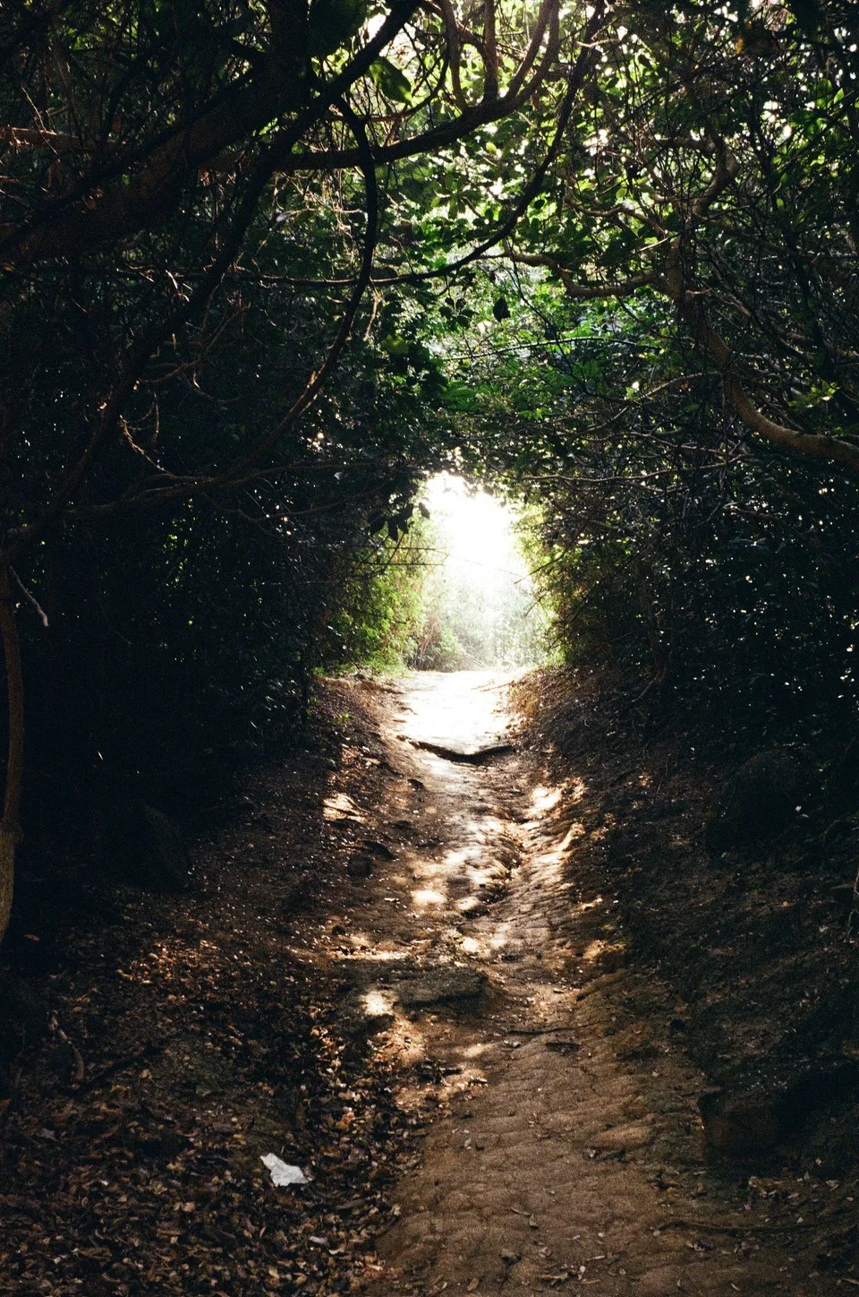 Dreamy light through a path