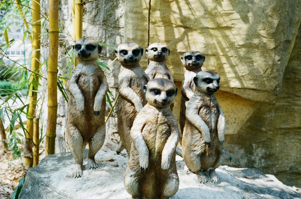 a group of meerkats standing on a rock in a zoo enclosure with bamboo trees in the background