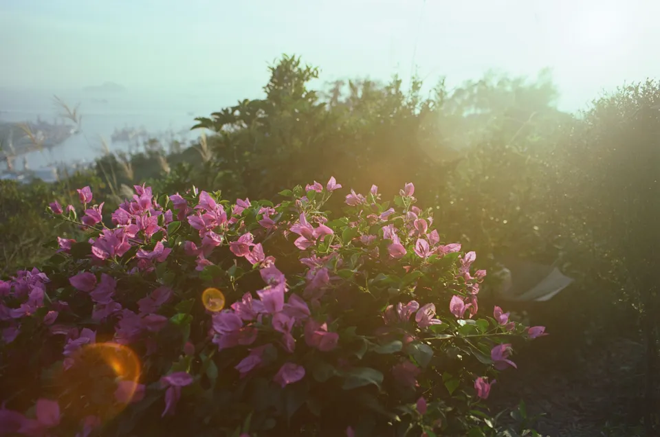 Flowers, with sunset lens flare