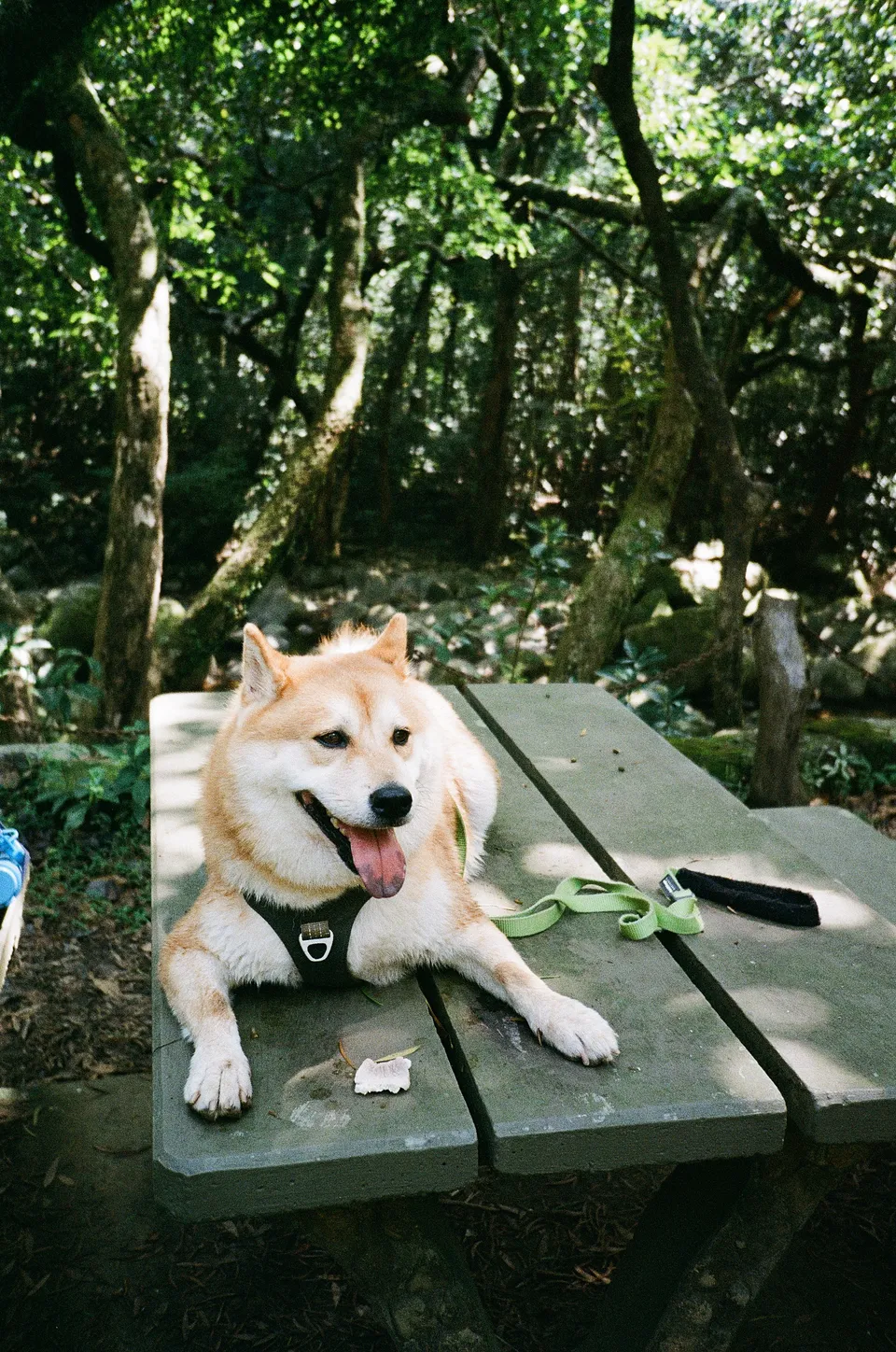 Olympus XA2, dog in forest with Fujicolor C200