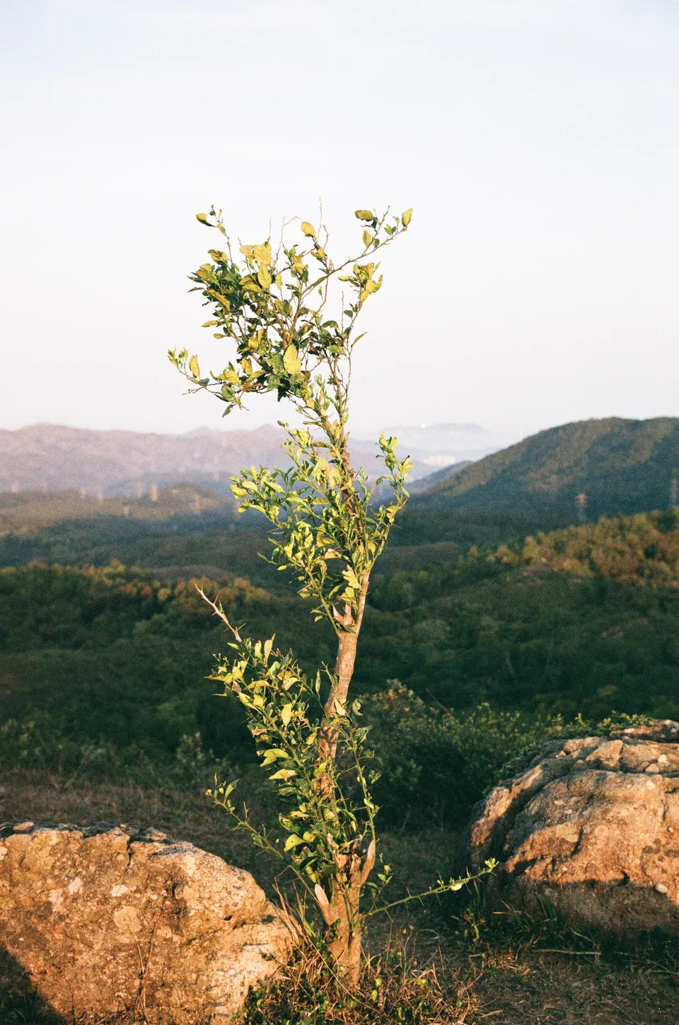 Plant atop Shek Lung Kung, with bokeh in the background